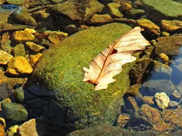 澳門一肖一碼，揭秘精準(zhǔn)預(yù)測(cè)背后的秘密，澳門一肖一碼揭秘，精準(zhǔn)預(yù)測(cè)背后的秘密探究