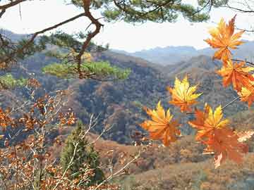 閑逸碰胡最新版下載，游戲魅力與體驗(yàn)探索，閑逸碰胡最新版下載，游戲魅力與體驗(yàn)背后的違法犯罪問題探討