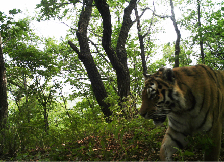 汪清虎豹公園最新消息，汪清虎豹公園最新動態(tài)概覽