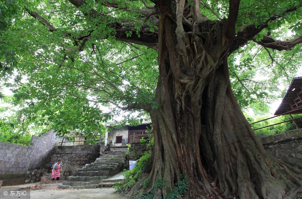 夏津四季城最新價格動態(tài)分析，夏津四季城最新價格動態(tài)解析報告