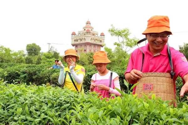 茶園招聘信息最新消息，探索茶葉產(chǎn)業(yè)的繁榮與機(jī)遇，茶園最新招聘信息揭秘，茶葉產(chǎn)業(yè)的繁榮與職業(yè)機(jī)遇探索