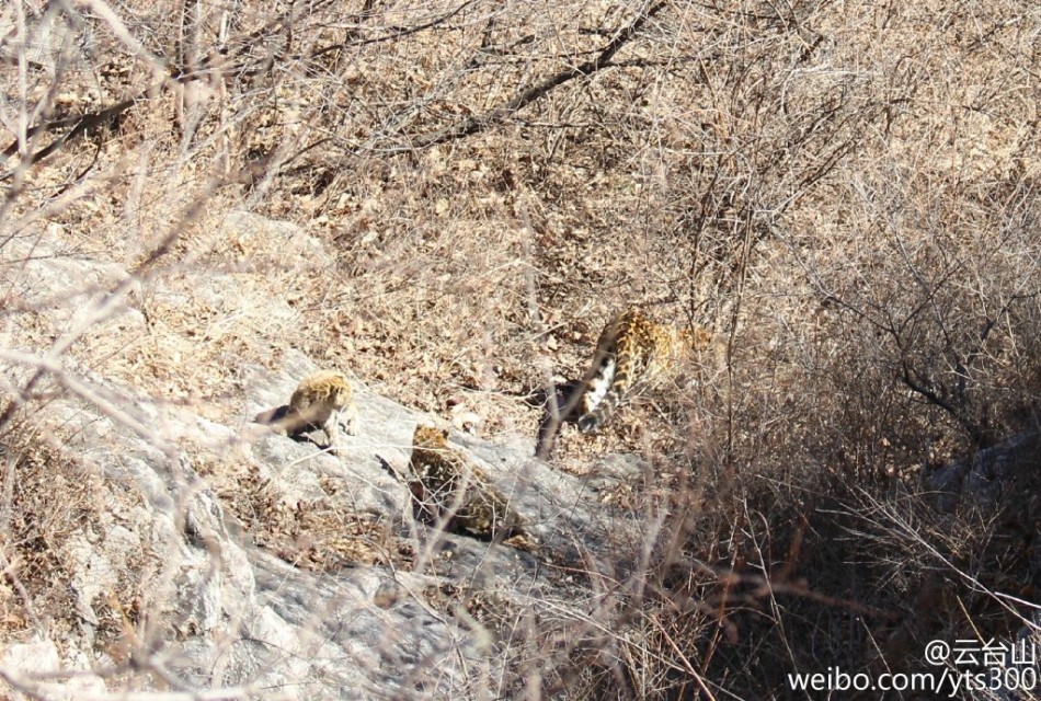 四不像正版與正版四不像，探究正版內(nèi)容的多元形態(tài)與版權(quán)保護的重要性，正版內(nèi)容的多元形態(tài)與版權(quán)保護的重要性探究，四不像正版與正版四不像的探討