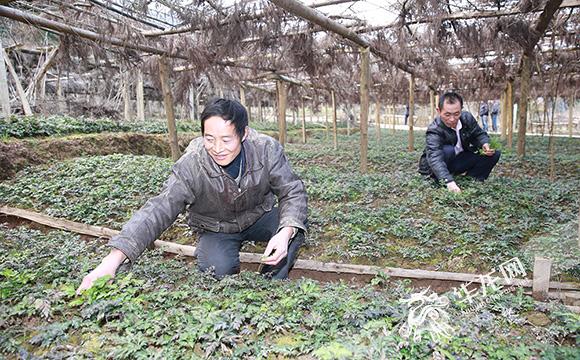 黃蓮的最新價格及其市場趨勢分析，黃蓮最新價格走勢與市場趨勢分析