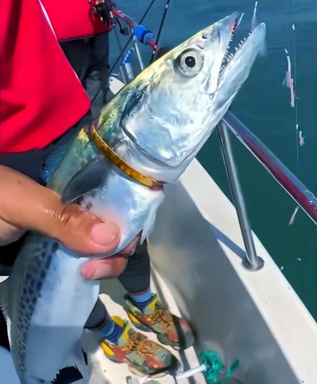 男子釣上一條自帶贖金的魚，引發(fā)社會熱議，男子釣獲帶贖金魚，引發(fā)社會廣泛關(guān)注