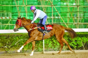 關于澳門特馬今晚開獎的討論與警示，澳門特馬今晚開獎討論及警示