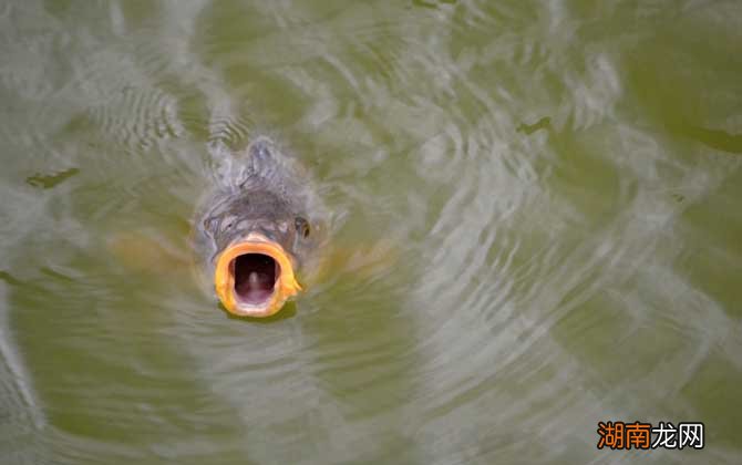 鯉魚吐口水之謎，探尋背后的原因與意義，鯉魚吐口水之謎，探尋背后的原因及其意義