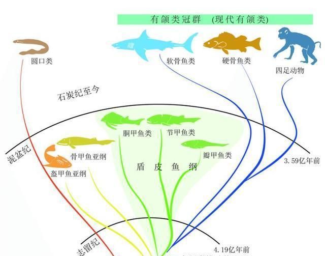 魚類進(jìn)化論的爭議，歷史、現(xiàn)狀與展望，魚類進(jìn)化論的爭議，歷史沿革、現(xiàn)狀審視與未來展望