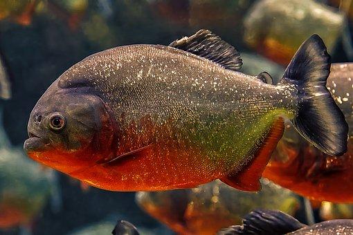 食人魚最新動態(tài)，探究其生態(tài)習性、人工飼養(yǎng)及保護意義，食人魚最新動態(tài)揭秘，生態(tài)習性、人工飼養(yǎng)與保護價值探究