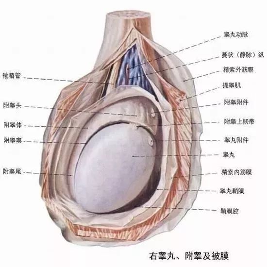 一側(cè)睪丸痛的原因及應(yīng)對方法，一側(cè)睪丸痛的原因與應(yīng)對方法解析