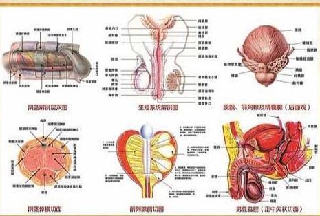 損傷男性生殖功能的因素及其影響，男性生殖功能損傷因素及其影響探究