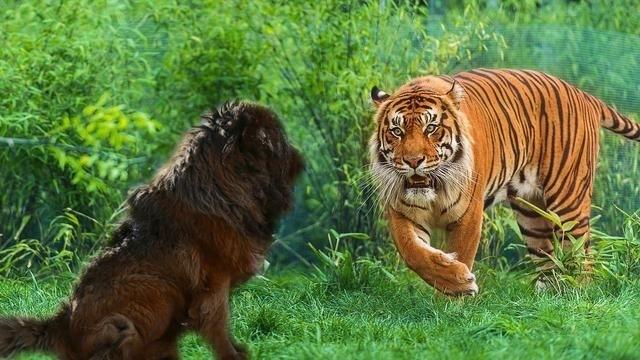 杭州動物園門票價格詳解，杭州動物園門票價格全解析