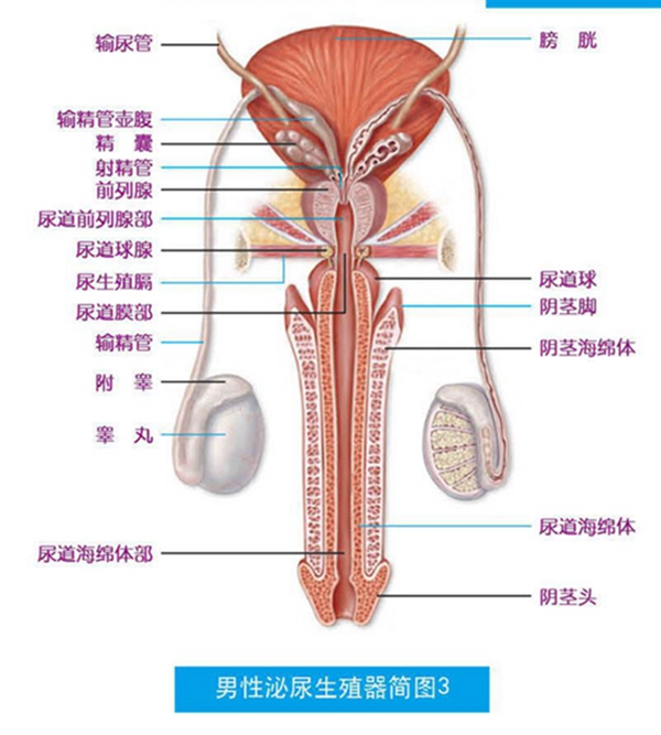 男性泌尿系統(tǒng)，功能與健康的守護(hù)，男性泌尿系統(tǒng)功能與健康守護(hù)之道