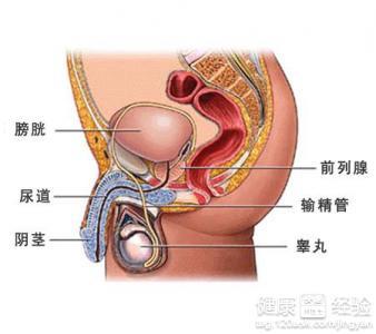 慢性前列腺炎的表現(xiàn)及其影響，慢性前列腺炎的癥狀表現(xiàn)及其影響概述