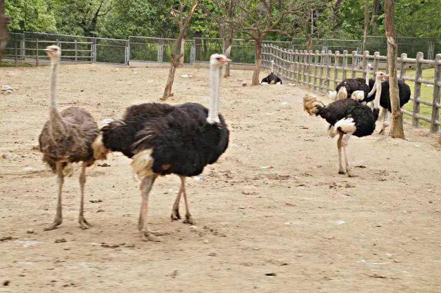 野生動物園優(yōu)惠政策，60歲以上的老年人是否享受優(yōu)惠？，野生動物園優(yōu)惠政策，60歲以上老年人是否享受優(yōu)惠？