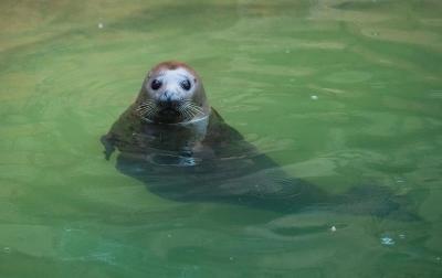 濟(jì)南野生動物園，自然與動物的和諧樂章，濟(jì)南野生動物園，自然與動物的和諧交響樂章