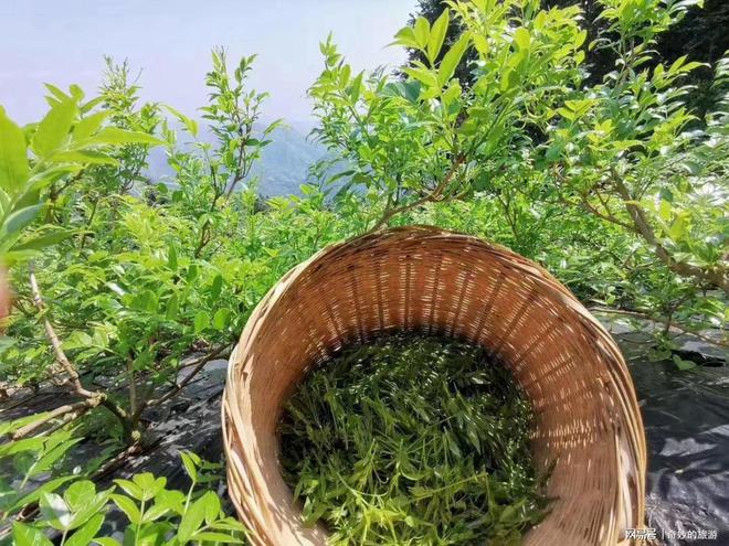 莓茶，神奇的功效與作用，莓茶，神奇功效與獨(dú)特作用揭秘