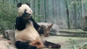 北京動(dòng)物園購票指南，能否當(dāng)天購票？，北京動(dòng)物園購票攻略，當(dāng)天購票可行性解析