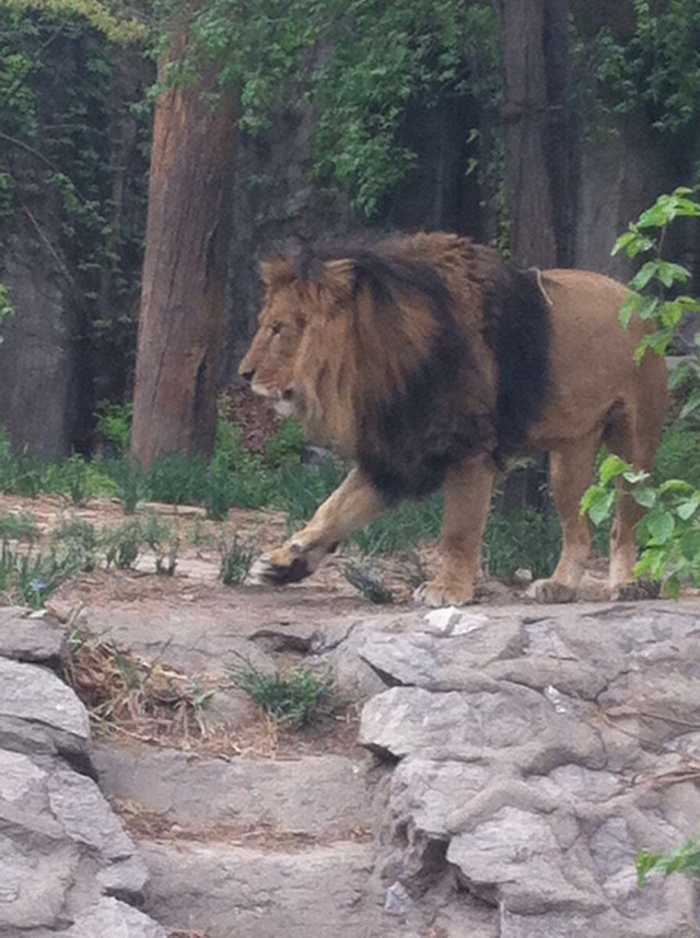 北京動(dòng)物園攻略一日游，探索動(dòng)物王國的精彩之旅，北京動(dòng)物園一日游攻略，探索動(dòng)物王國的精彩探險(xiǎn)之旅