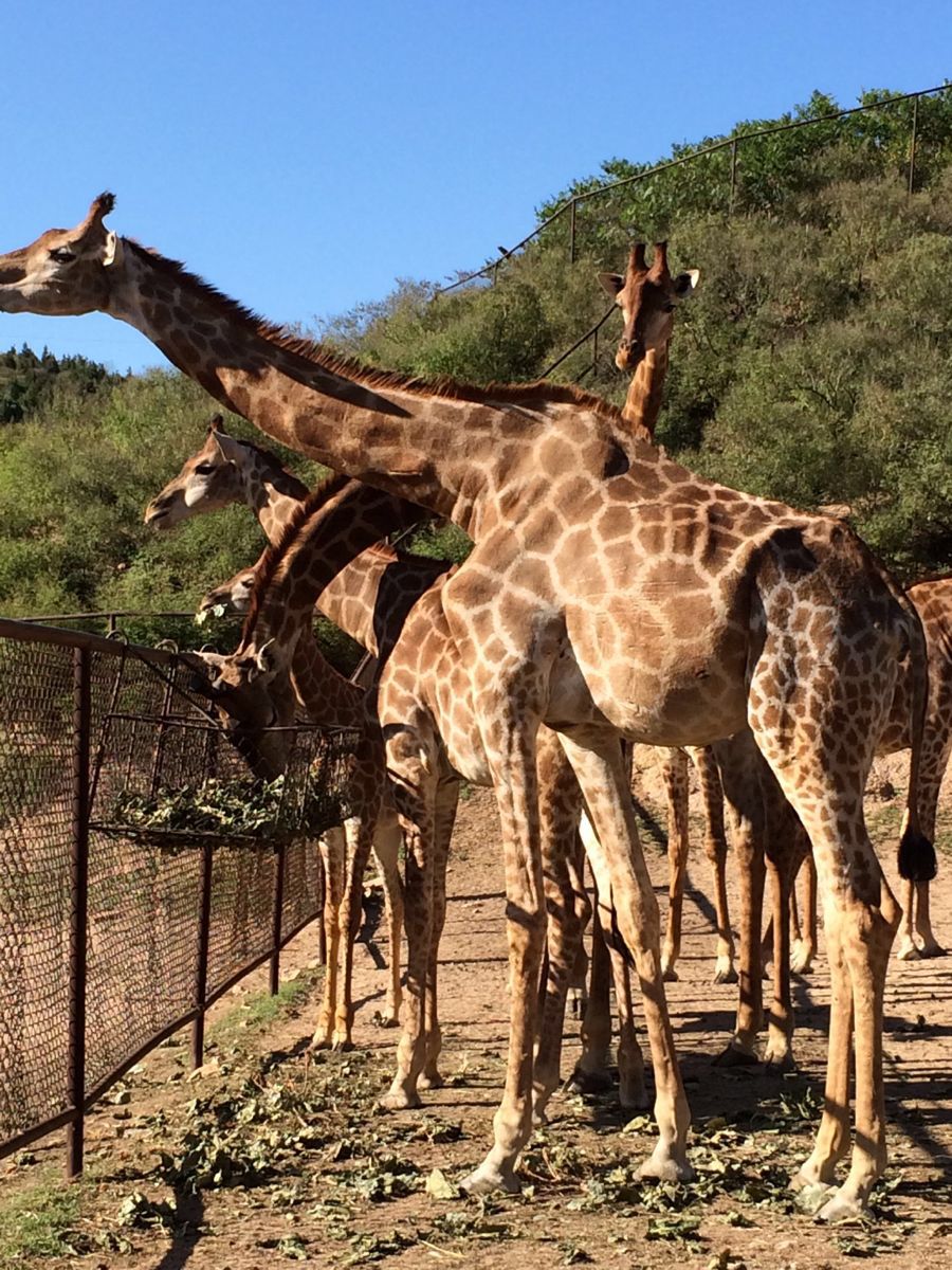 八達(dá)嶺野生動物世界的奇妙之旅，八達(dá)嶺野生動物世界探險，奇妙之旅