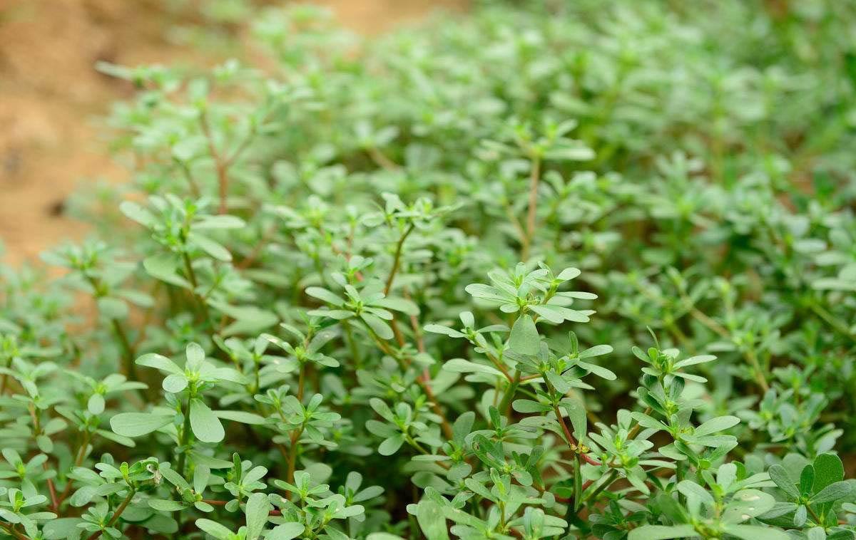 馬齒莧，一種值得關(guān)注的植物之美，馬齒莧，植物之美的獨特展現(xiàn)