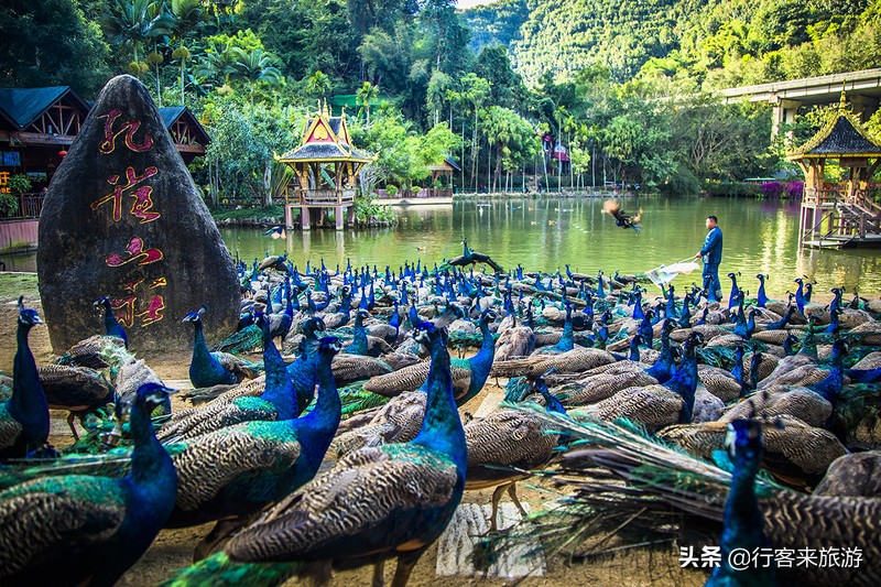 西雙版納旅游必去景點推薦——走進(jìn)神秘的熱帶雨林，西雙版納神秘?zé)釒в炅直赜尉包c推薦