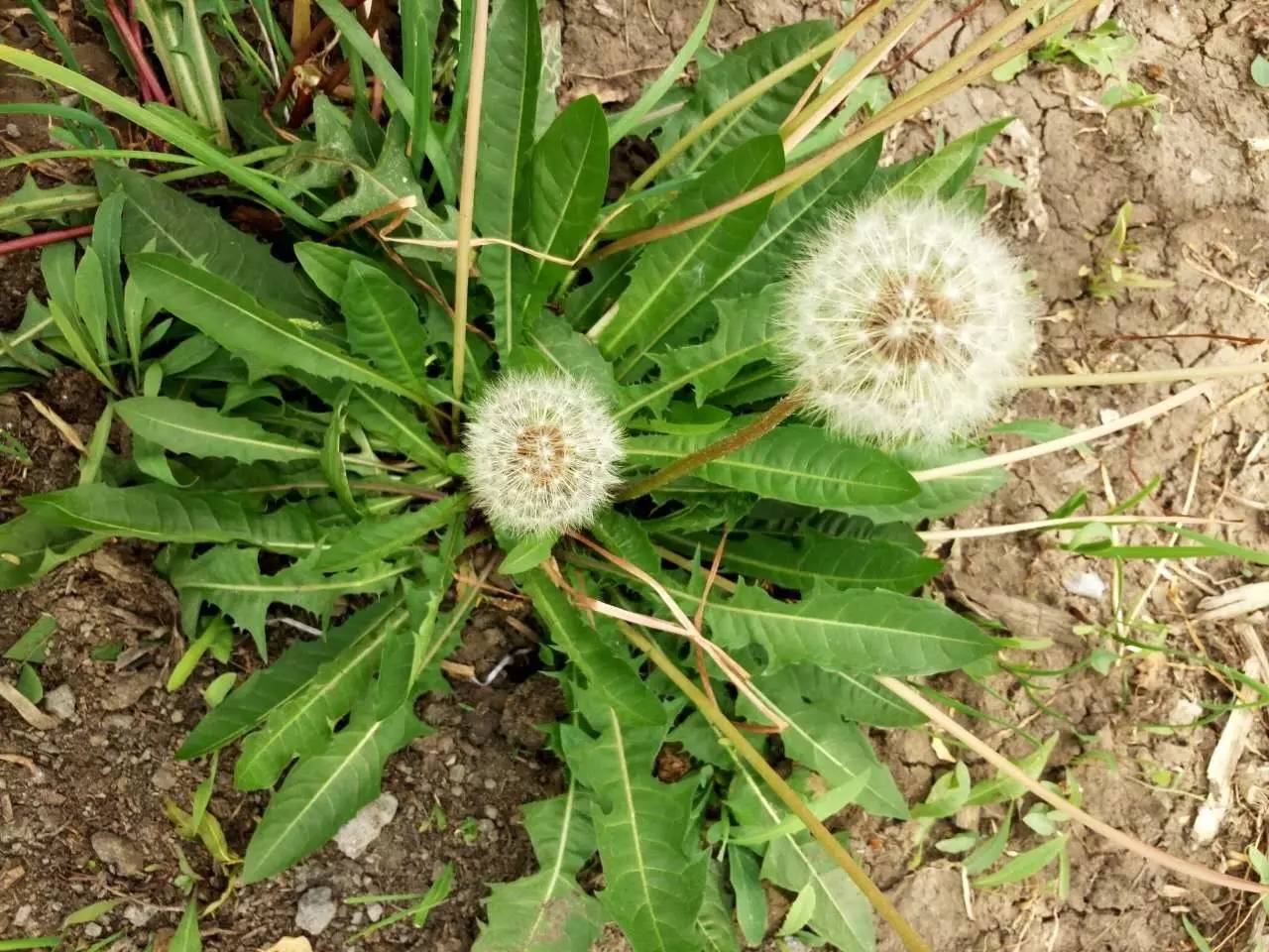 蒲公英，自然賦予的神奇草本，其功效與作用廣泛多樣，蒲公英，神奇草本的廣泛功效與作用