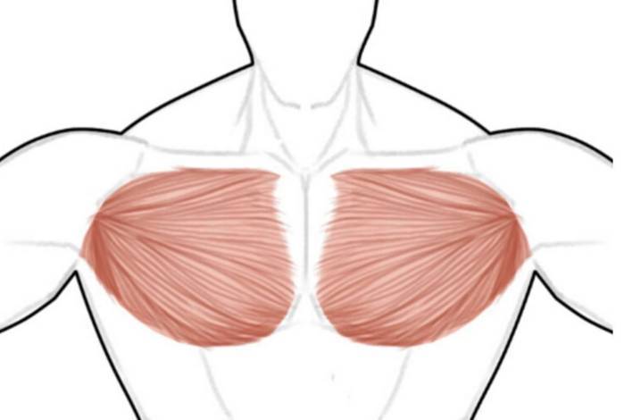 增大胸肌方法