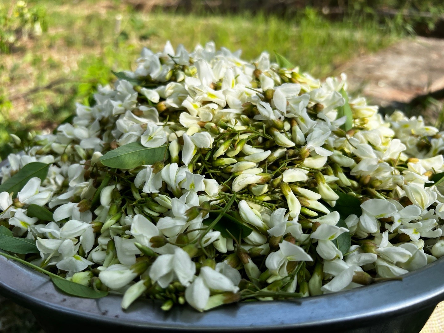 洋槐花的魅力與獨(dú)特之處，洋槐花的獨(dú)特魅力與風(fēng)采